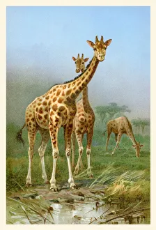Two giraffe in africa together illustration 1898 Two giraffe in africa together illustration 1898