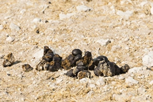 Giraffe droppings -Giraffa camelopardalis-, Etosha National Park, Namibia Giraffe droppings -Giraffa camelopardalis-, Etosha National Park, Namibia