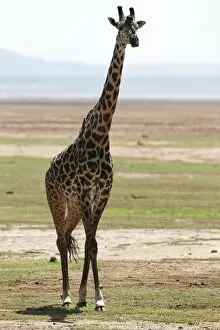 Lake Manyara Collection: Giraffe -Giraffa camelopardalis-, Lake Manyara National Park, Tanzania, Africa