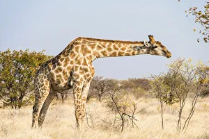 Giraffe -Giraffa camelopardalis-, Etosha National Park, Namibia Giraffe -Giraffa camelopardalis-, Etosha National Park, Namibia