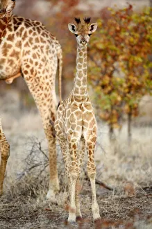 <b class=qtipBold><figcaption>Giraffe (Giraffa camelopardalis)</figcaption></b><br>A young giraffe stands close to its mother's side in the Kruger National Park, South Africa.<br><em>© Ben Cranke</em> Giraffe (Giraffa camelopardalis)