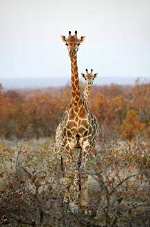 Togetherness Collection: Giraffe (Giraffa camelopardalis)