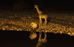 Giraffe -Giraffa camelopardalis- and Black or Hook-lipped Rhinoceros -Diceros bicornis- at waterhole at night Giraffe -Giraffa camelopardalis- and Black or Hook-lipped Rhinoceros -Diceros bicornis- at waterhole at night