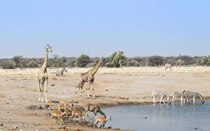 Giraffe -Giraffa camelopardalis- and Black-faced impalas-Aepyceros melampus petersi- at Giraffe -Giraffa camelopardalis- and Black-faced impalas-Aepyceros melampus petersi- at
