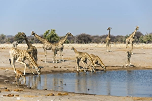 Giraffe -Giraffa camelopardalis- and Blackfaced Impala -Aepyceros melampus petersi Giraffe -Giraffa camelopardalis- and Blackfaced Impala -Aepyceros melampus petersi