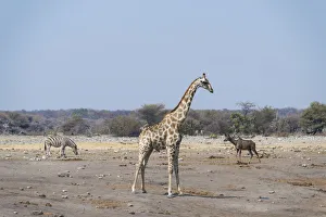 Giraffe -Giraffa camelopardalis- and Burchells Zebra -Equus burchellii- at the Chudob Giraffe -Giraffa camelopardalis- and Burchells Zebra -Equus burchellii- at the Chudob