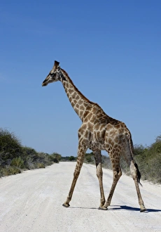 Giraffe -Giraffa camelopardalis- crossing a road, Etosha National Park, Namibia Giraffe -Giraffa camelopardalis- crossing a road, Etosha National Park, Namibia