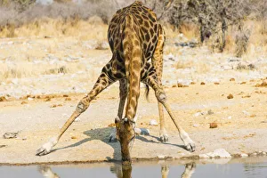 Giraffe -Giraffa camelopardalis- drinking at Kalkheuwel waterhole, Etosha National Park Giraffe -Giraffa camelopardalis- drinking at Kalkheuwel waterhole, Etosha National Park