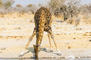 Giraffe -Giraffa camelopardalis- drinking at Kalkheuwel waterhole, Etosha National Park Giraffe -Giraffa camelopardalis- drinking at Kalkheuwel waterhole, Etosha National Park