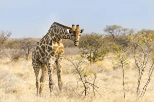 Giraffe -Giraffa camelopardalis- feeding on camelthorn-bush, Etosha National Park, Namibia Giraffe -Giraffa camelopardalis- feeding on camelthorn-bush, Etosha National Park, Namibia