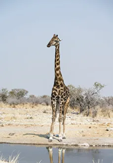 Giraffe -Giraffa camelopardalis- at the Kalkheuwel waterhole, Etosha National Park Giraffe -Giraffa camelopardalis- at the Kalkheuwel waterhole, Etosha National Park