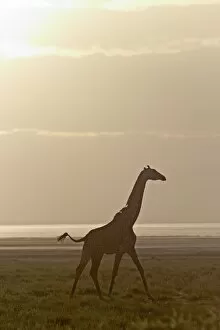 Lake Manyara Collection: Giraffe -Giraffa camelopardalis- in the morning light, Lake Manyara National Park, Tanzania, Africa