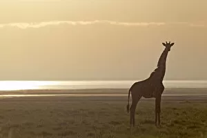 Lake Manyara Collection: Giraffe -Giraffa camelopardalis- in the morning light, Lake Manyara National Park, Tanzania, Africa