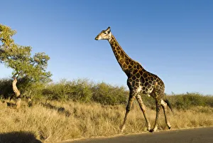 Giraffe -Giraffa camelopardalis- on a road, Kruger National Park, South Africa Giraffe -Giraffa camelopardalis- on a road, Kruger National Park, South Africa