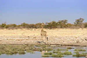Giraffe -Giraffa camelopardalis- at a waterhole, Etosha National Park, Namibia Giraffe -Giraffa camelopardalis- at a waterhole, Etosha National Park, Namibia