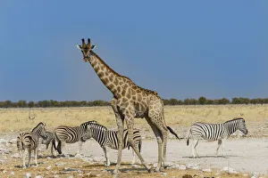 Giraffe -Giraffa camelopardalis- with Zebras, Etosha National Park, Namibia Giraffe -Giraffa camelopardalis- with Zebras, Etosha National Park, Namibia
