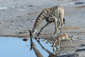 Giraffe -Giraffa camelopardis- and a Blacked-faced Impala -Aepyceros melampus petersi Giraffe -Giraffa camelopardis- and a Blacked-faced Impala -Aepyceros melampus petersi