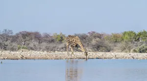 Giraffe -Giraffa camelopardis- drinking, waterhole Klein Namutoni, Etosha National Park Giraffe -Giraffa camelopardis- drinking, waterhole Klein Namutoni, Etosha National Park