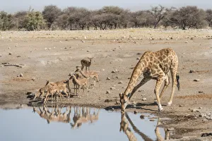 Giraffe -Giraffa camelopardis- drinking at water hole next to group of Black-faced Giraffe -Giraffa camelopardis- drinking at water hole next to group of Black-faced