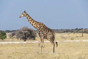 Giraffe -Giraffa camelopardis- in dry grassland, Etosha National Park, Namibia Giraffe -Giraffa camelopardis- in dry grassland, Etosha National Park, Namibia