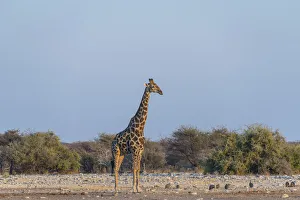 Giraffe -Giraffa camelopardis- in evening light, Chudop water hole, Etosha National Park Giraffe -Giraffa camelopardis- in evening light, Chudop water hole, Etosha National Park