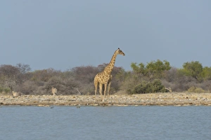 Giraffe -Giraffa camelopardis- standing by the water, Klein Namutoni waterhole Giraffe -Giraffa camelopardis- standing by the water, Klein Namutoni waterhole