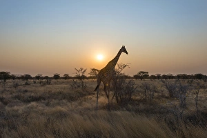 Giraffe -Giraffa camelopardis- in the steppe at sunset, Etosha National Park, Namibia Giraffe -Giraffa camelopardis- in the steppe at sunset, Etosha National Park, Namibia