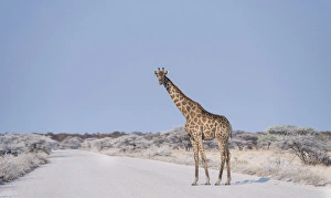 Giraffe -Giraffa camelopardis- walking across the street, Etosha National Park, Namibia Giraffe -Giraffa camelopardis- walking across the street, Etosha National Park, Namibia