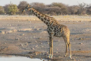 Giraffe -Giraffa camelopardis- at the water, waterhole Chudop, Etosha National Park Giraffe -Giraffa camelopardis- at the water, waterhole Chudop, Etosha National Park