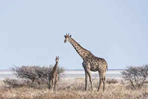 Giraffe -Giraffa camelopardis- with young standing next to bushes, Etosha Pan, Etosha National Park, Namibia
