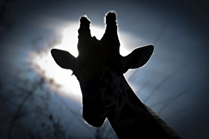 Giraffe head, Reticulated Giraffe -Giraffa camelopardalis reticulata-, with backlighting Giraffe head, Reticulated Giraffe -Giraffa camelopardalis reticulata-, with backlighting