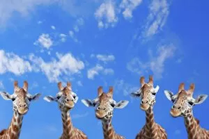 Images Dated 14th March 2011: Giraffe Line Up