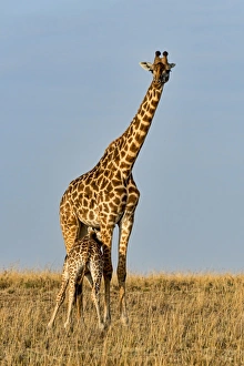 Giraffes -Giraffa camelopardalis-, adult female with young suckling Giraffes -Giraffa camelopardalis-, adult female with young suckling