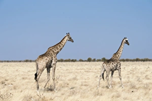 Giraffes -Giraffa camelopardalis-, Etosha National Park, Namibia Giraffes -Giraffa camelopardalis-, Etosha National Park, Namibia