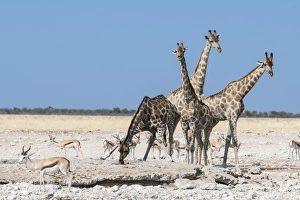 Giraffes -Giraffa camelopardalis-, Etosha National Park, Namibia Giraffes -Giraffa camelopardalis-, Etosha National Park, Namibia