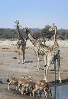 Giraffes -Giraffa camelopardalis- and Aepyceros melampus petersi- at the Chudob waterhole Giraffes -Giraffa camelopardalis- and Aepyceros melampus petersi- at the Chudob waterhole