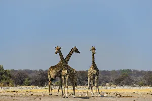 Three giraffes -Giraffa camelopardalis- at Chudob waterhole, Etosha National Park, Namibia Three giraffes -Giraffa camelopardalis- at Chudob waterhole, Etosha National Park, Namibia
