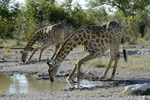 Giraffes -Giraffa camelopardalis- drinking at a waterhole, Etosha National Park, Namibia Giraffes -Giraffa camelopardalis- drinking at a waterhole, Etosha National Park, Namibia