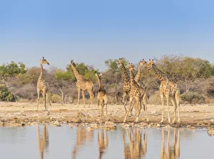 Giraffes -Giraffa camelopardis-, Klein Namutoni water hole, Etosha National Park, Namibia Giraffes -Giraffa camelopardis-, Klein Namutoni water hole, Etosha National Park, Namibia