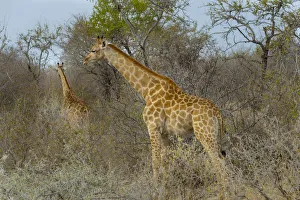 Two Giraffes -Giraffa camelopardis- in the bush, Etosha National Park, Namibia Two Giraffes -Giraffa camelopardis- in the bush, Etosha National Park, Namibia