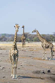 Giraffes -Giraffa camelopardis- at the Chudob waterhole, Etosha National Park, Namibia Giraffes -Giraffa camelopardis- at the Chudob waterhole, Etosha National Park, Namibia