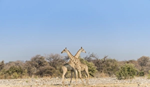 Two giraffes -Giraffa camelopardis- with crossed necks, Etosha National Park, Namibia Two giraffes -Giraffa camelopardis- with crossed necks, Etosha National Park, Namibia