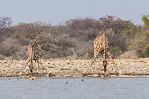 Giraffes -Giraffa camelopardis- drinking, Klein Namutoni water hole, Etosha National Park Giraffes -Giraffa camelopardis- drinking, Klein Namutoni water hole, Etosha National Park