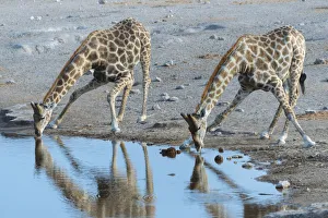 Two Giraffes -Giraffa camelopardis- drinking at the Chudop waterhole Two Giraffes -Giraffa camelopardis- drinking at the Chudop waterhole