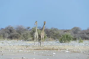Two Giraffes -Giraffa camelopardis- standing side by side, Etosha National Park, Namibia Two Giraffes -Giraffa camelopardis- standing side by side, Etosha National Park, Namibia