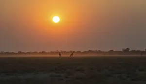 Giraffes -Giraffa camelopardis- at sunset, Etosha National Park, Namibia Giraffes -Giraffa camelopardis- at sunset, Etosha National Park, Namibia