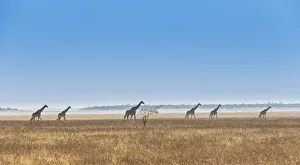 Three giraffes -Giraffa camelopardis- walking through the dry grass, Etosha National Park Three giraffes -Giraffa camelopardis- walking through the dry grass, Etosha National Park