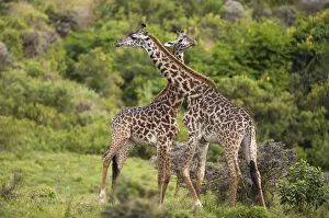 Two giraffes (Giraffa carmeopardalis), swinging their necks against each other, Tanzania Two giraffes (Giraffa carmeopardalis), swinging their necks against each other, Tanzania