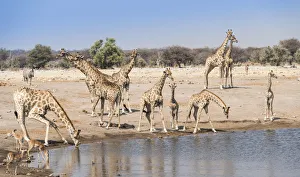 Giraffse -Giraffa camelopardalis- and Impalas -Aepyceros melampus petersi- at the Chudob Giraffse -Giraffa camelopardalis- and Impalas -Aepyceros melampus petersi- at the Chudob