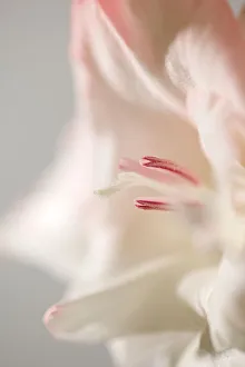 <b class=qtipBold><figcaption>Gladiolus Macro</figcaption></b><br>A close up photograph of a Gladiolus flower<br><em>© © Simon Gakhar</em> Gladiolus Macro